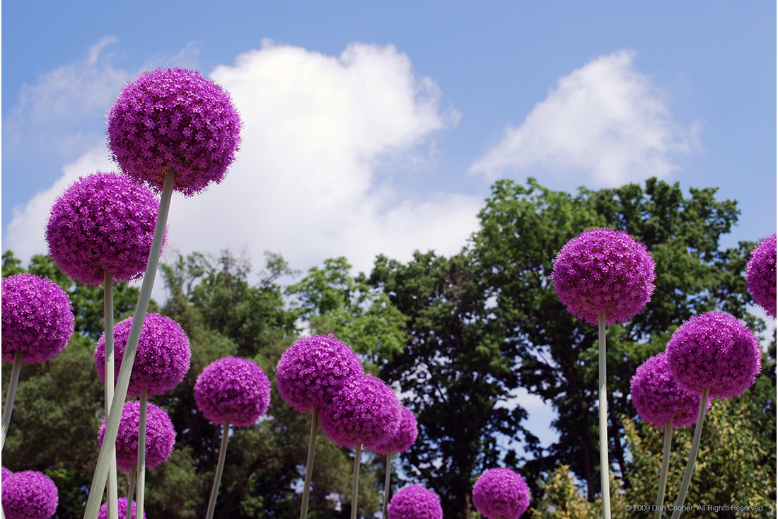 Large Onion Flowers